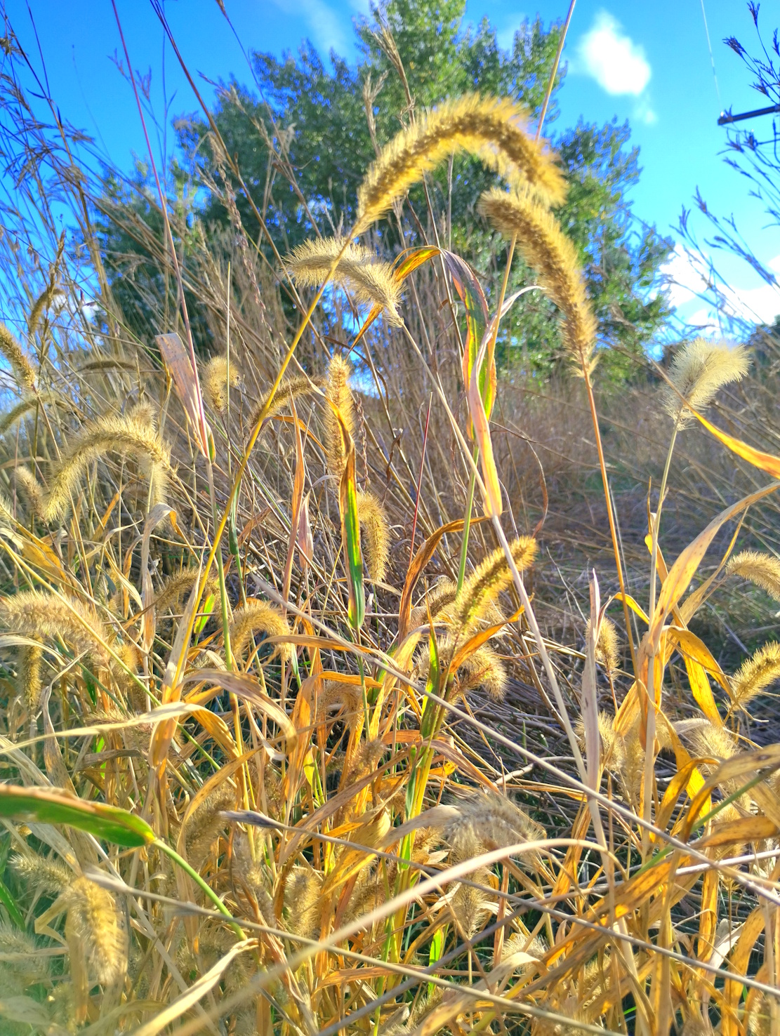 Dried Grass in October