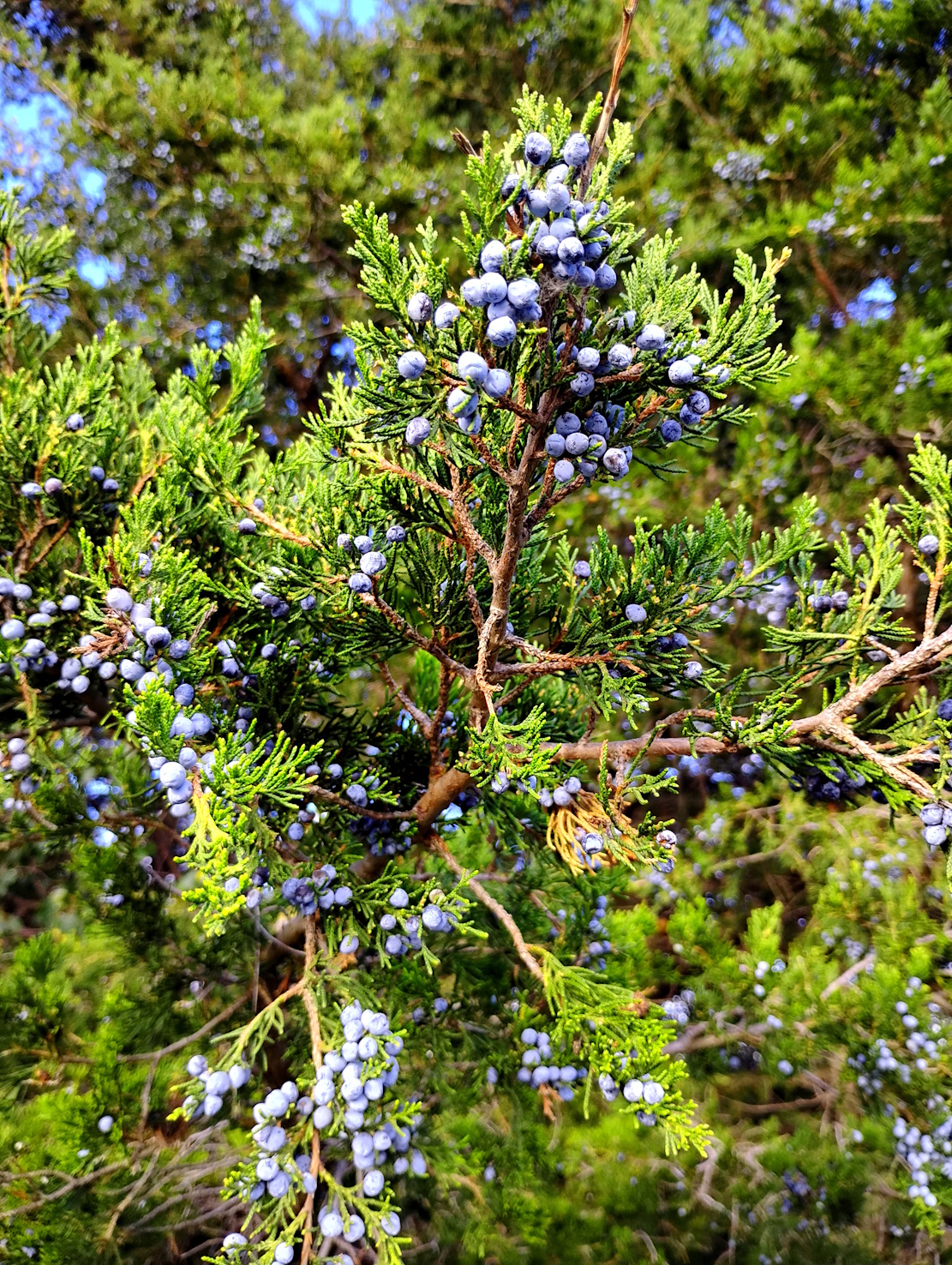 Juniper Berries