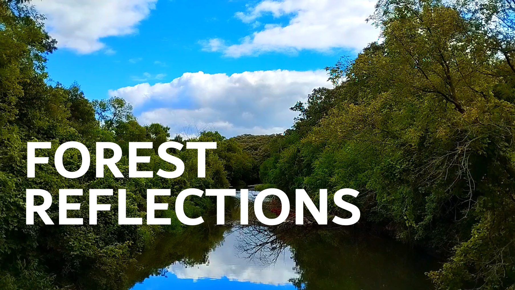 Forest Reflection & Blue Skies | Peaceful Background