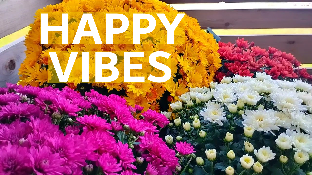 Poolside (Instrumental) - Maybe | Mums in September