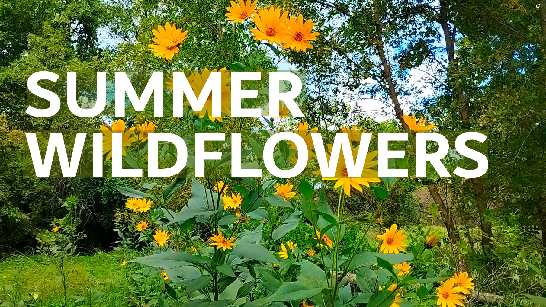 Happy Summer Vibes | Yellow Wildflowers in South Dakota